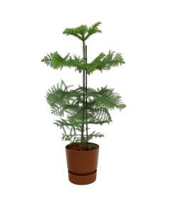 Combi deal – Araucaria (kamerden) inclusief elho Greenville Round bruin Ø25 – 100 cm