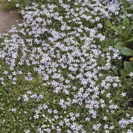 Isotoma fluviatilis - ↕25cm - Ø9cm - 20x – Bild 5