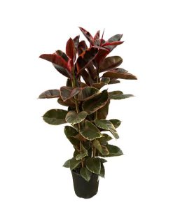 Ficus Elastica Belize struik – 170 cm – Ø29cm