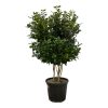 Ligustrum Texano (Texanischer Liguster) – ↕160 cm – Ø40 cm