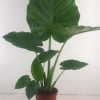 Pfeilblatt /  Elefantenohr –  Alocasia Macrorrhiza – Ø19 cm – ↕90 cm