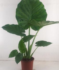 Pfeilblatt /  Elefantenohr –  Alocasia Macrorrhiza – Ø19 cm – ↕90 cm