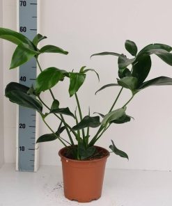 Philodendron Green Wonder