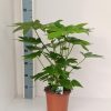 Fatsia Japonica – Zimmeraralie