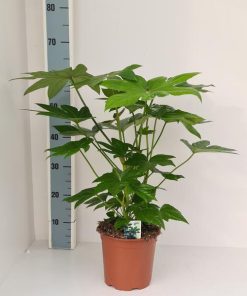 Fatsia Japonica – Zimmeraralie