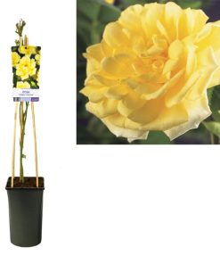 Kletterrose – Rosa ‚Golden Climber‘ + light Label