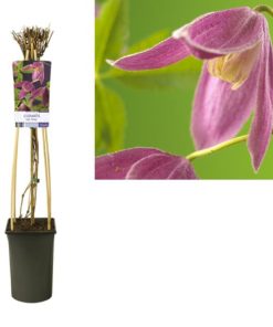 Clematis Alp. ‚Ruby‘ + light Label