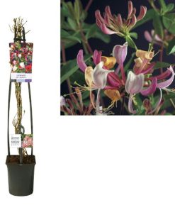 Lonicera Per. ‚Serotina‘ + light Label