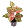 Aglaonema ‚Paradise Red‘ – Ø 12 cm – ↕ 40 cm