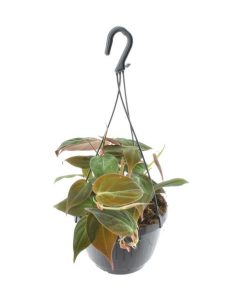 Philodendron Scandens ‚Micans‘ Hängeampel – Ø 15 cm – ↕ 40 cm