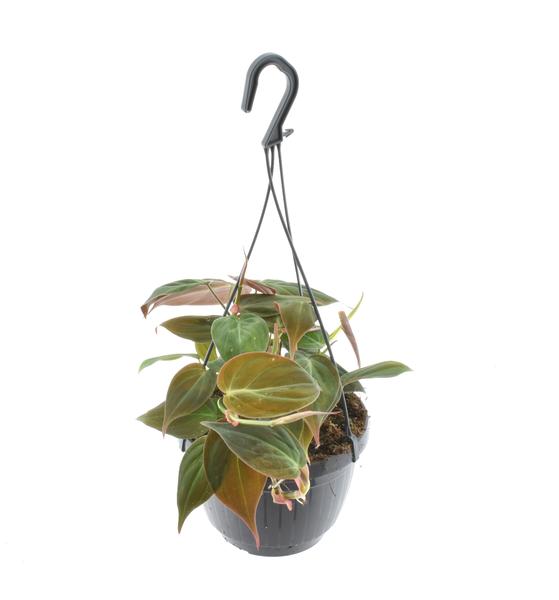 Philodendron Scandens ‚Micans‘ Hängeampel – Ø 15 cm – ↕ 40 cm