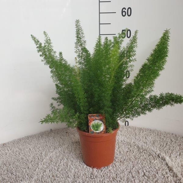 Asparagus D. Meyers – Ø17 cm – ↕50 cm