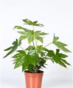 Fatsia Japonica – Ø17cm – ↕50cm