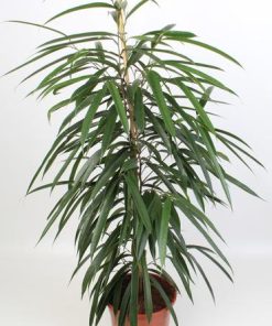 Ficus Binnendijkii Alii 21 Cm – Ø21cm – ↕100cm