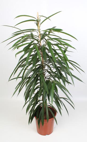 Ficus Binnendijkii Alii 21 Cm – Ø21cm – ↕100cm