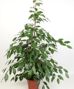 Ficus Benjamina Exotica 21 Cm – Ø21cm – ↕110cm