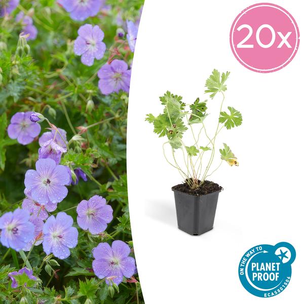 Geranium Rozanne – ↕25cm – Ø9cm – 20x