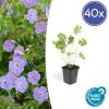 Geranium Rozanne – ↕25cm – Ø9cm – 40x