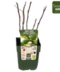 Ficus Carica Brown Turkey Bio – Ø13cm – ↕45cm