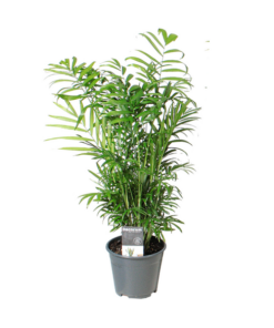 Chamaedorea Elegans – Ø14cm – ↕55cm