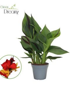 Canna Cleopatra Zonder Bloem – Ø17cm – ↕50cm