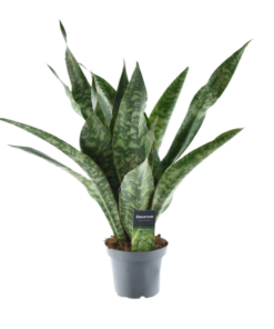 Sansevieria Aubrytniana Dragon – Ø14cm – ↕55cm