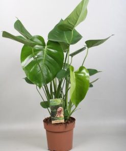 Monstera Deliciosa – Ø17cm – ↕60cm