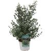 Eucalyptus Gunni – Ø23 cm – ↕65 cm