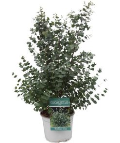 Eucalyptus Gunni – Ø23 cm – ↕65 cm