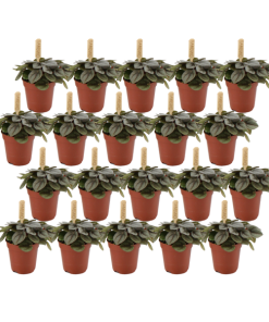 Peperomia Milano – 20 stuks – Ø5,5cm- ↕10cm