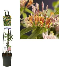 Lonicera Henryi +light Label – Ø23cm – ↕115cm