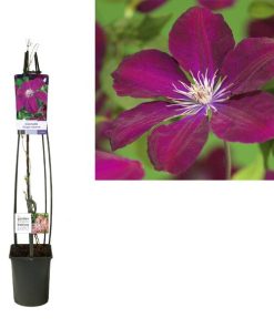 Clematis ‚Rouge Cardinal‘ +light Label – Ø23cm – ↕115cm