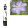 Clematis ‚Prince Charles‘ +light Label (Lichtetikett) – Ø23 cm – ↕115 cm