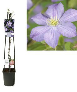 Clematis ‚Prince Charles‘ +light Label (Lichtetikett) – Ø23 cm – ↕115 cm