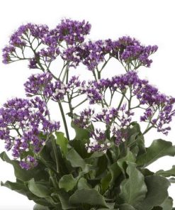 Limonium Salt Lake P17 – Ø17cm – ↕45cm