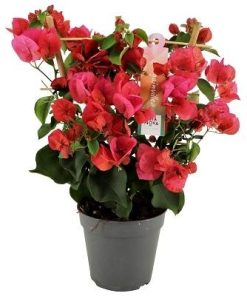 Bougainvillea Rood 12 Cm Rek – Ø12cm – ↕40cm