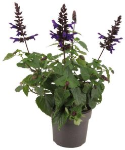 Salvia Salgoon Lake Onega P17 – Ø17cm – ↕55cm