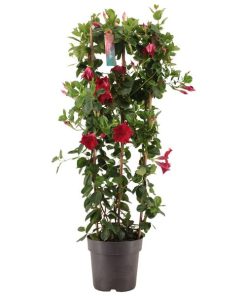 Dipladenia Sundaville RED Op Rek P21 – Ø21cm – ↕110cm