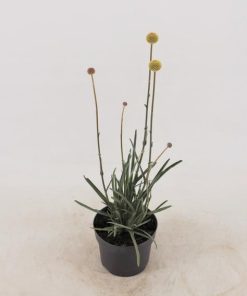 Craspedia Globosa ‚Golf Beauty‘ P13 – Ø13cm – ↕70cm