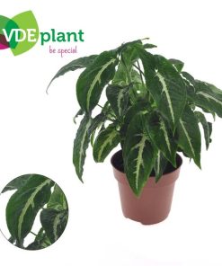 Syngonium Wendlandii 12cm – Ø12cm – ↕20cm