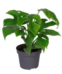 Philodendron Minima 12 Cm – Ø12cm – ↕25cm