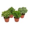 Crassula Mix – 4 Stücke – Ø15 cm – ↕20 cm