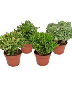 Crassula Mix – 4 Stücke – Ø15 cm – ↕20 cm