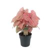 Caladium Spring Fling – ↕65 cm – Ø21 cm