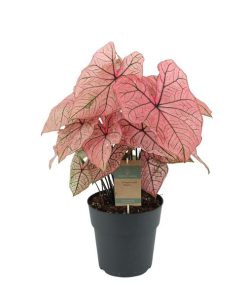 Caladium Spring Fling – ↕65 cm – Ø21 cm