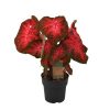 Buntwurz – Caladium Red Flash – ↕65 cm – Ø21 cm