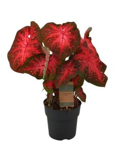 Buntwurz – Caladium Red Flash – ↕65 cm – Ø21 cm