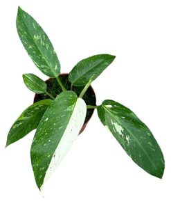 Philodendron Jose Buono – Ø17 cm – ↕30 cm