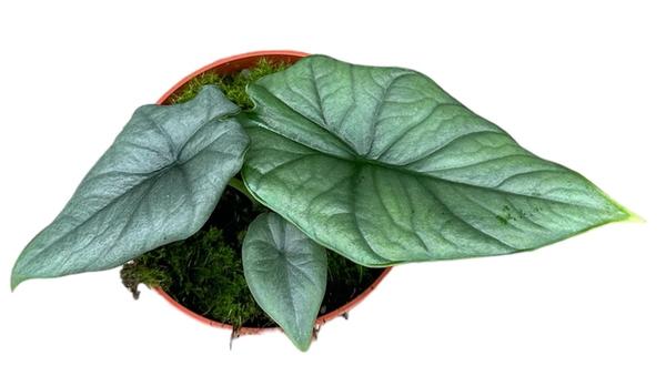 Alocasia Bisma Silver – Ø10,5cm – ↕15cm