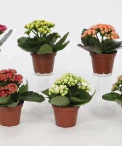 Kalanchoe Perfecta Mix – 6 Stücke – Ø7cm – ↕15cm